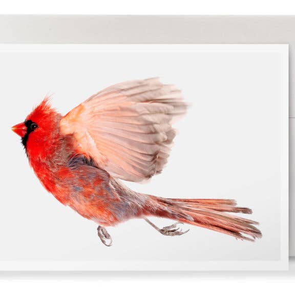 Cardinal du Nord pour la vente par Wild Birds Flying LLC