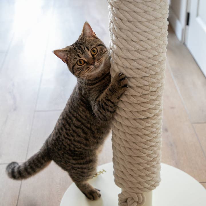 Hoopo - Wholesale Pet Scratcher - Cat - Totem Cattree5