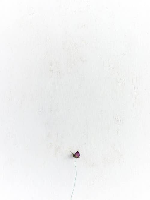 'Amor I' Fine Art Photography Print for wholesale by White Hill Home