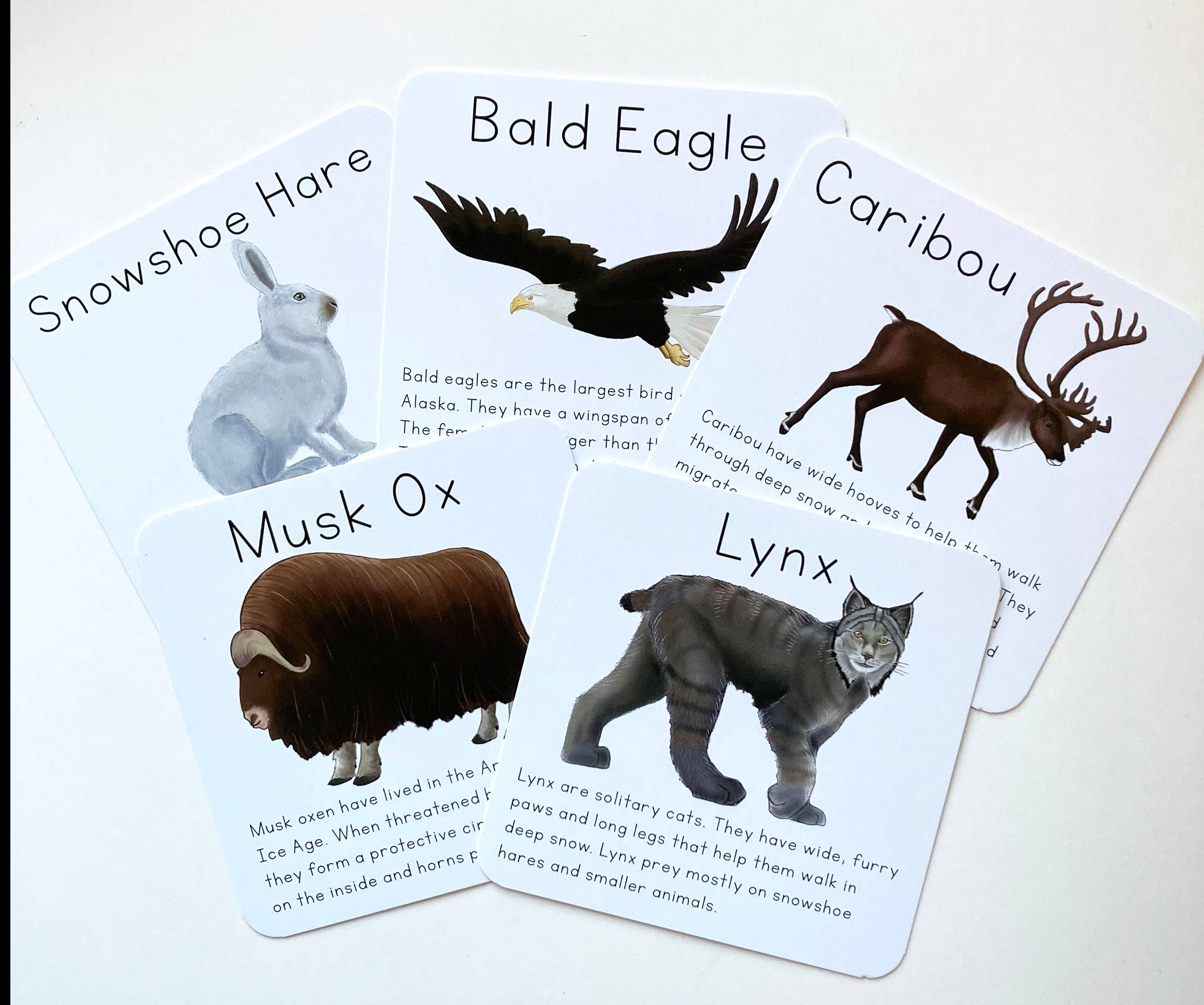 Tiny Nest Studio - Vendita all'ingrosso Carte didattiche - Bambini e neonati - Carte didattiche sugli animali dell'Alaska7