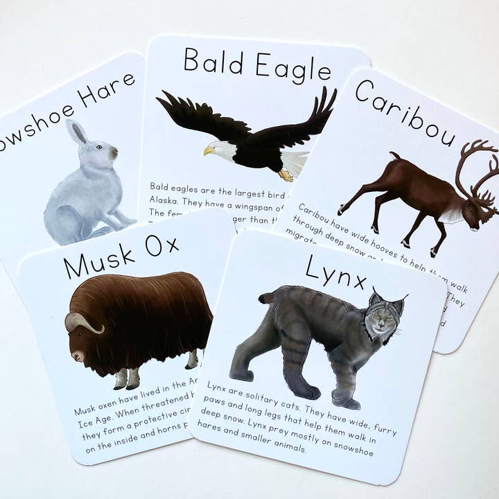 Tiny Nest Studio - Vendita all'ingrosso Carte didattiche - Bambini e neonati - Carte didattiche sugli animali dell'Alaska7
