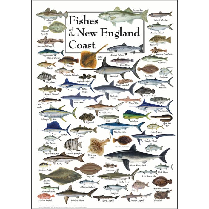 Fishes of the New England Coast Poster for wholesale by Earth Sky + Water