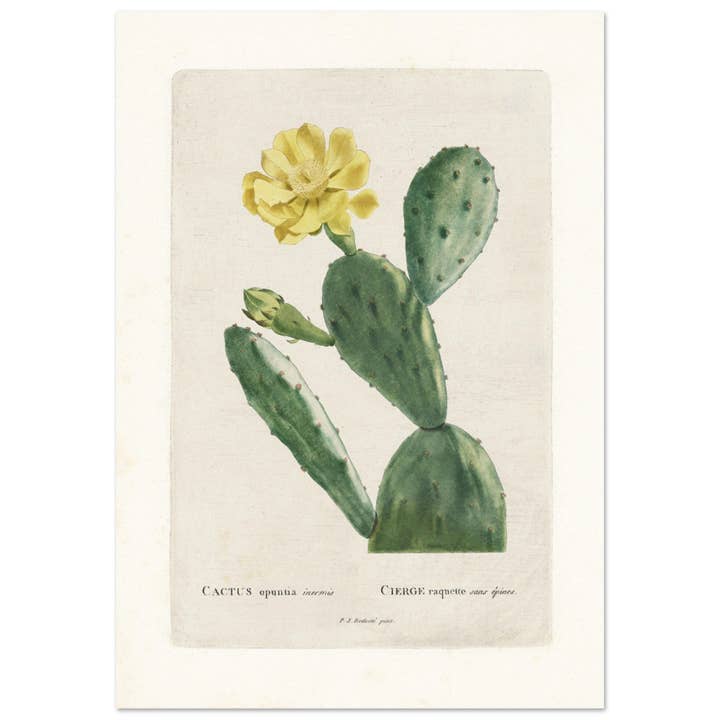 Opuntia for wholesale by Maison de Paloma