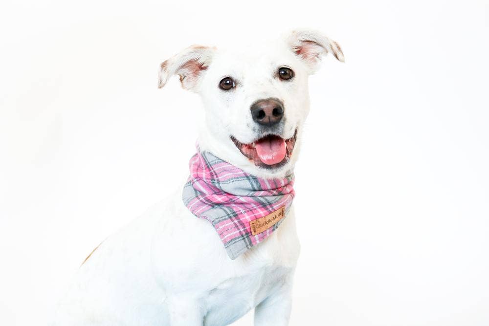 REMOVED BRAND - Wholesale Pet Bandana - Dog - Pink Plaid Dog Bandana3