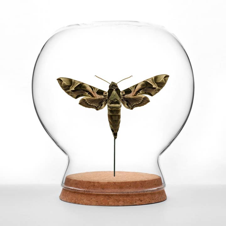 Oleander Hawk Moth Globe for wholesale by Green Beetle Shop