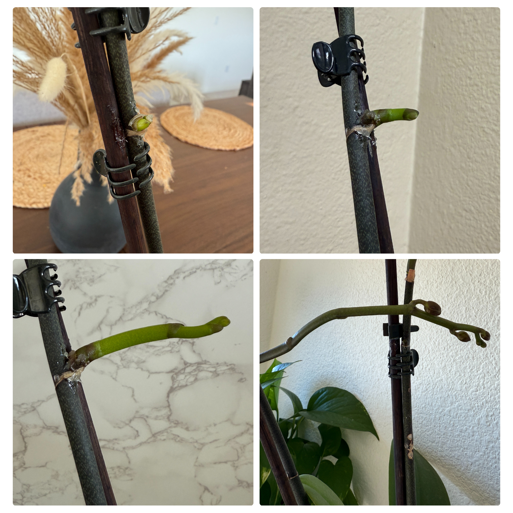 Cute Farms - Wholesale Live Plant - Keiki Cloning Paste for Orchids & Houseplants2