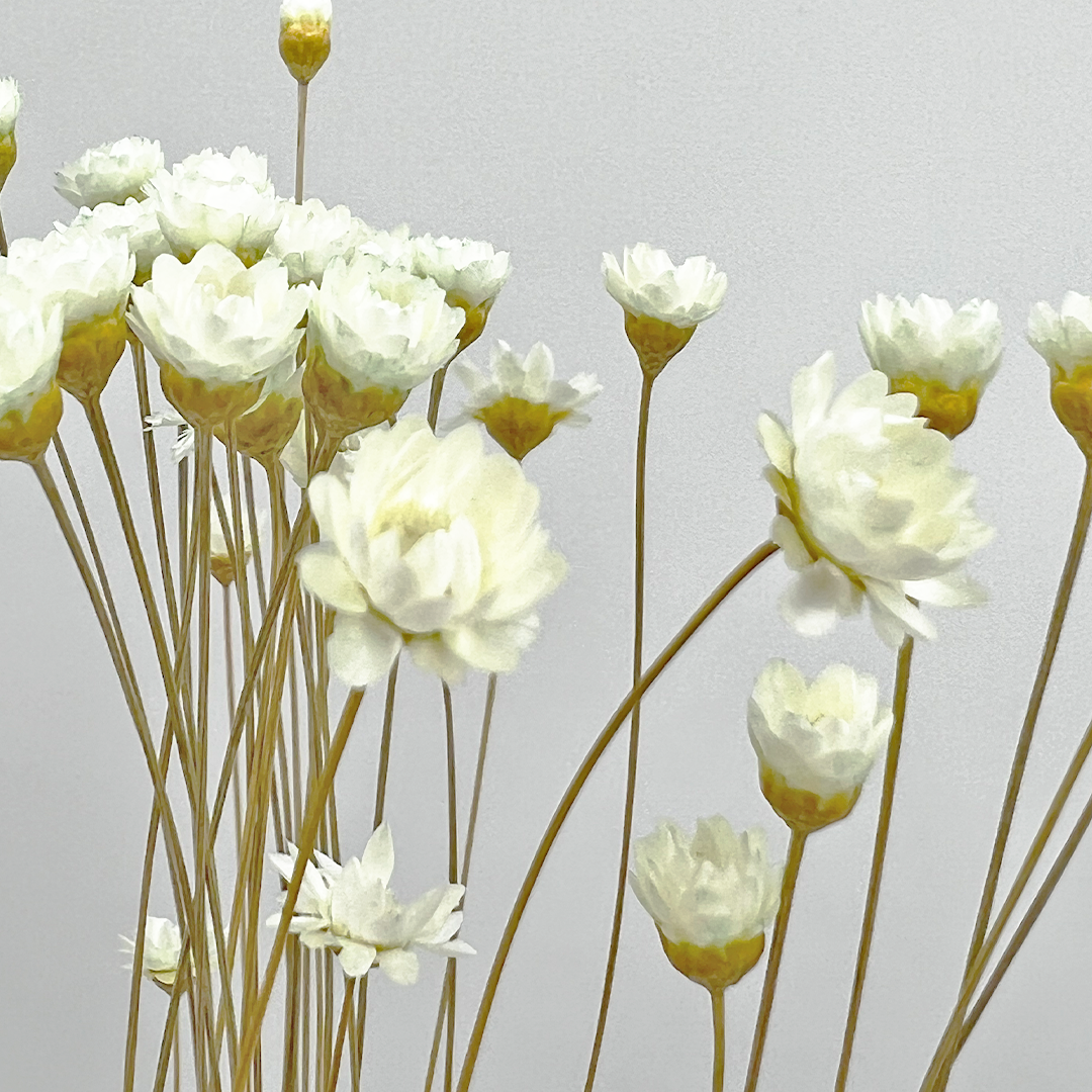 2626 Designs - Vendita all'ingrosso Fiori finti - Fiore Piccola Stella Preservato, 40-50 cm di lunghezza14