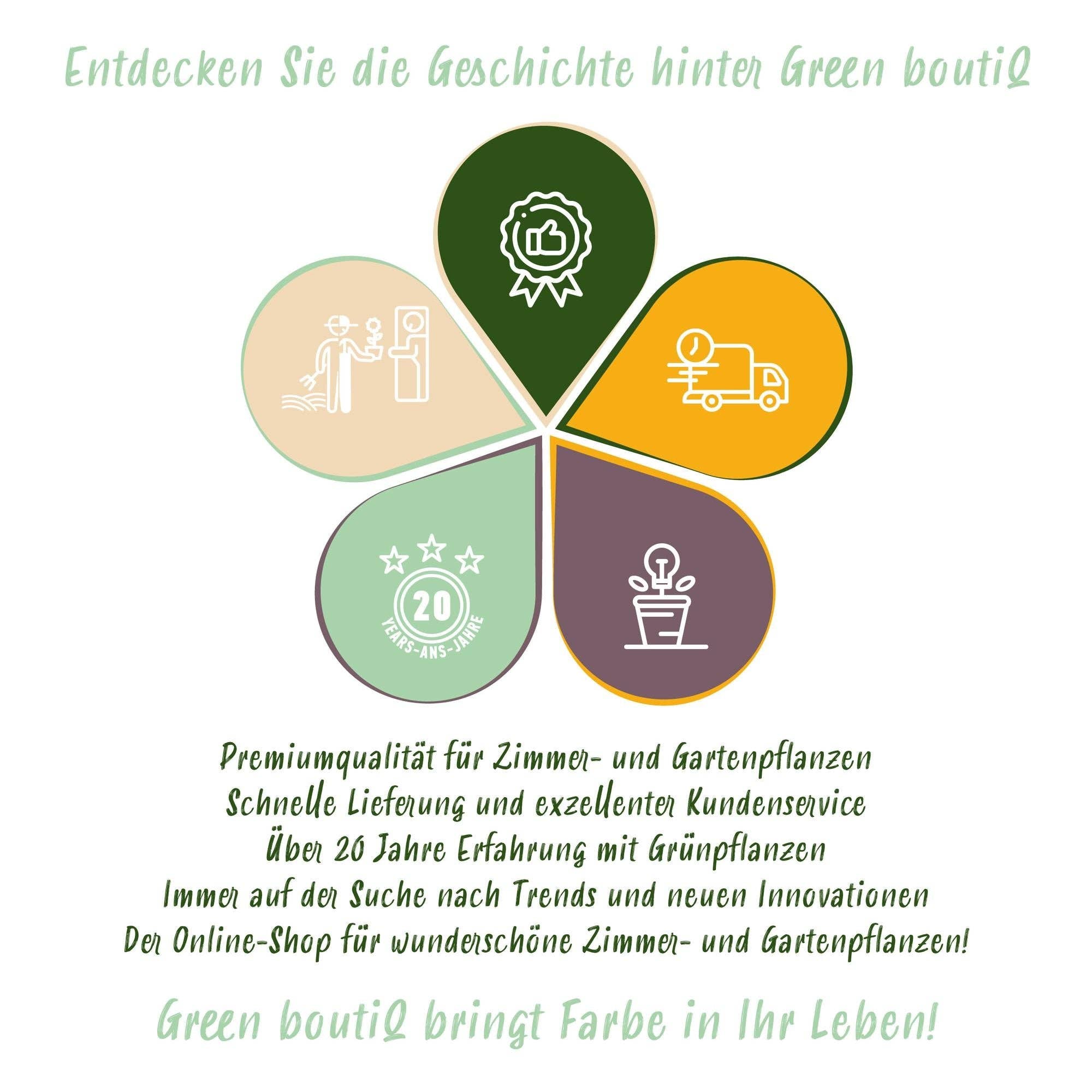 Oasis of Life – Großhandel Pflanzen – Blumenzwiebeln Hyazinthen Mix – 10 Stück – Duftende Hyacinthus in verschiedenen Farben – Zwiebelgröße 14/15 – Für Beet, Balkon & Terrasse – Pflegeleicht5