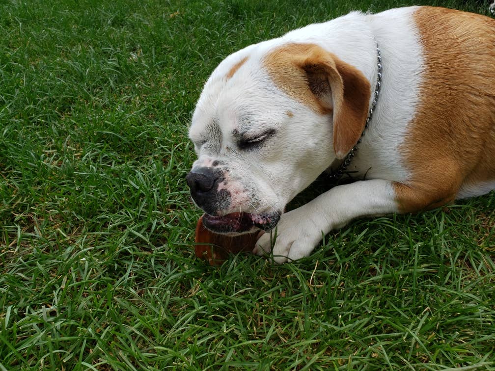 Jones Natural Chews - Wholesale Pet Treats - Dog - Pig Ears Bulk Standard1