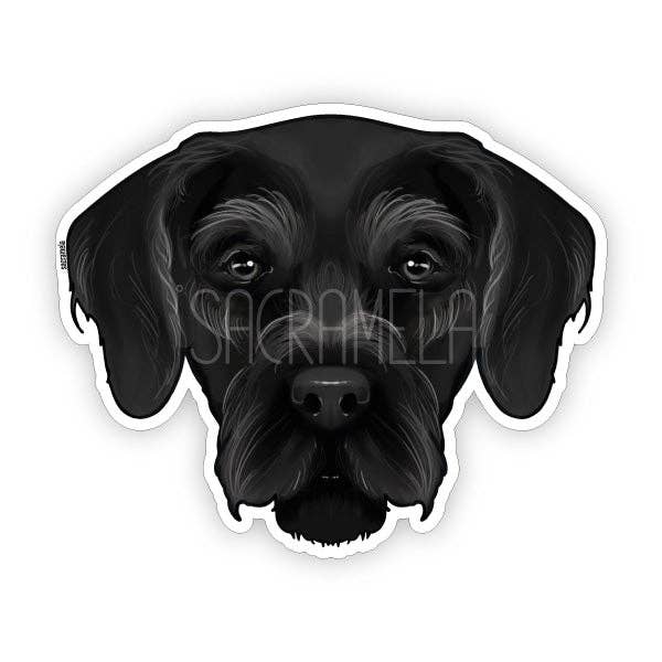 POINTER TEDESCO A PELO CORTO NERO per la vendita all'ingrosso da parte di SACRAMELA