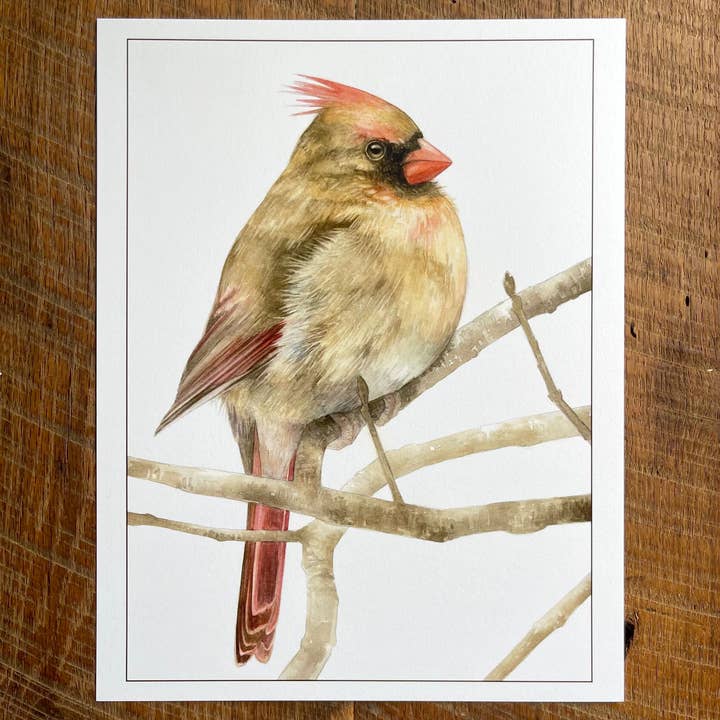 Northern Cardinal (Female) - Watercolor Art Print, 8.5x11 for wholesale by Amy Shawley Paquette