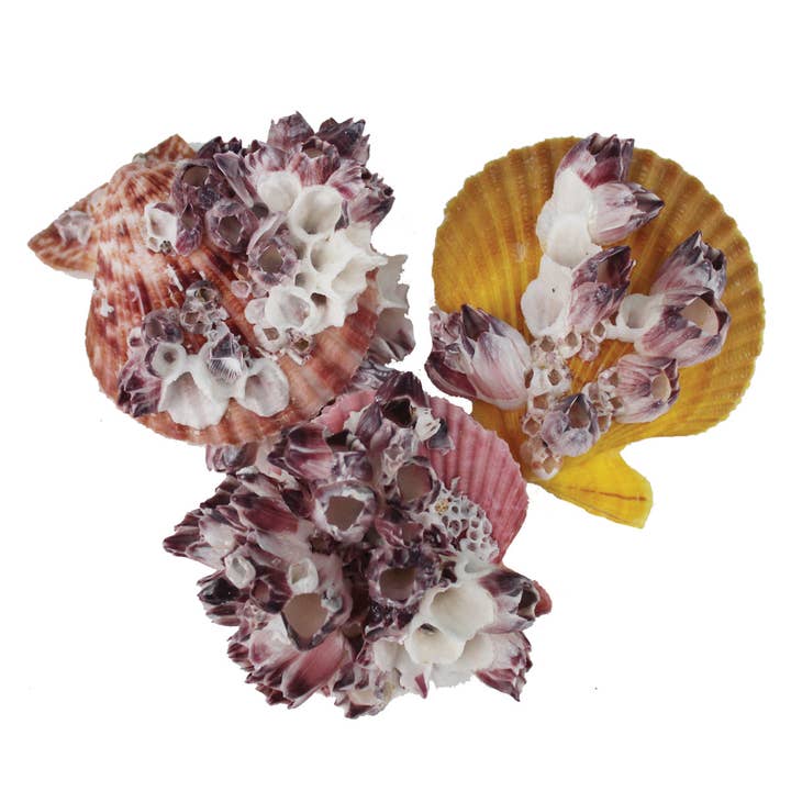 California Seashell Company - Wholesale Decorative Tabletop Object - Barnacle Pectin Seashells from 2-3"