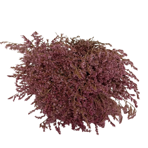 Concari.flores Preservadas - Wholesale Dried/Pressed Flowers - PRESERVED TATARICA3