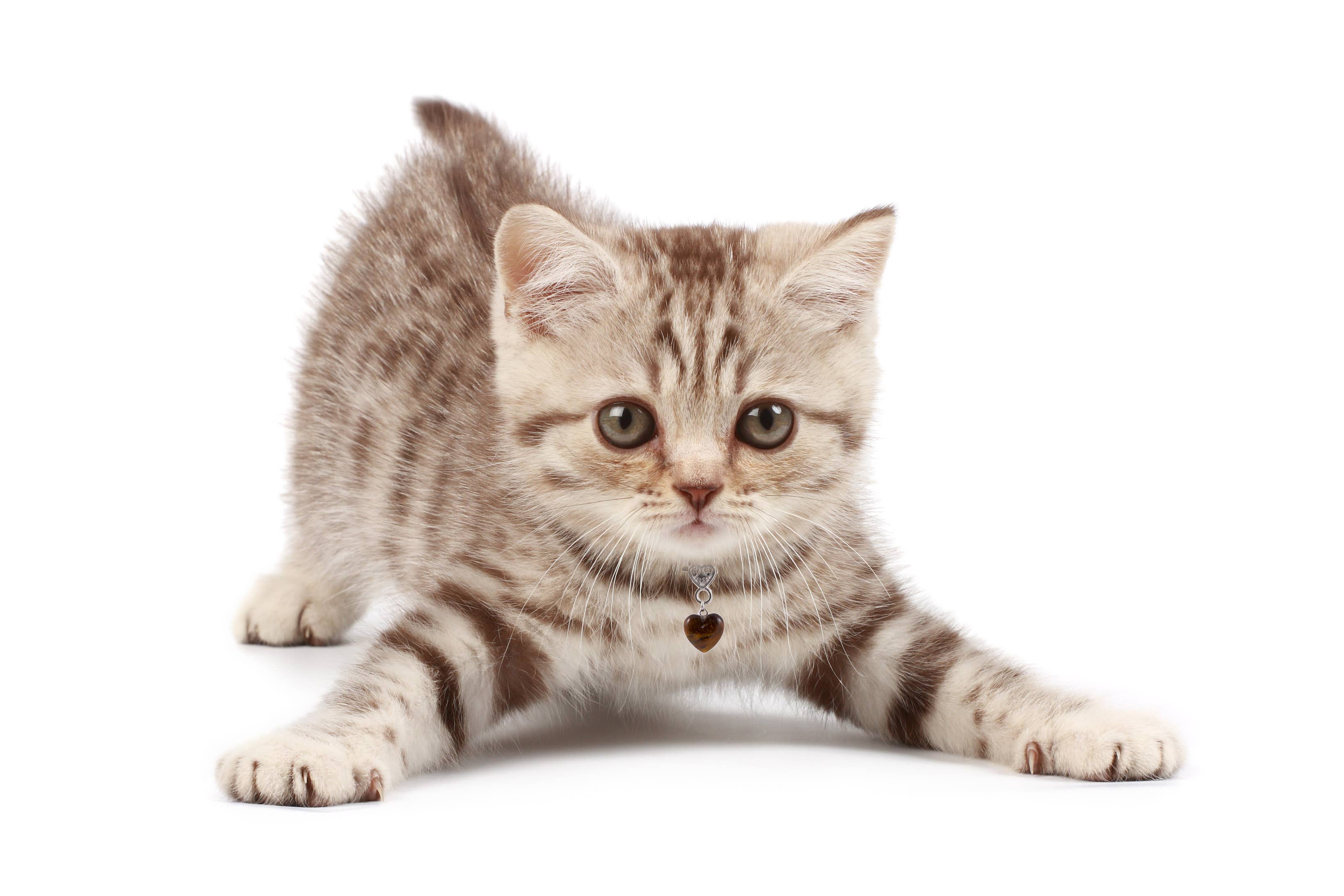 Crystal Pet Love - Wholesale Pet Collar Charm - Cat/Dog - Tiger's Eye Training Heart Pet Pendant for Crystal Support