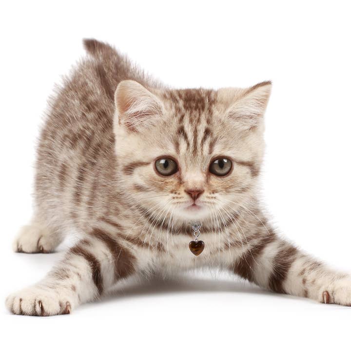 Crystal Pet Love - Wholesale Pet Collar Charm - Cat/Dog - Tiger's Eye Training Heart Pet Pendant for Crystal Support0