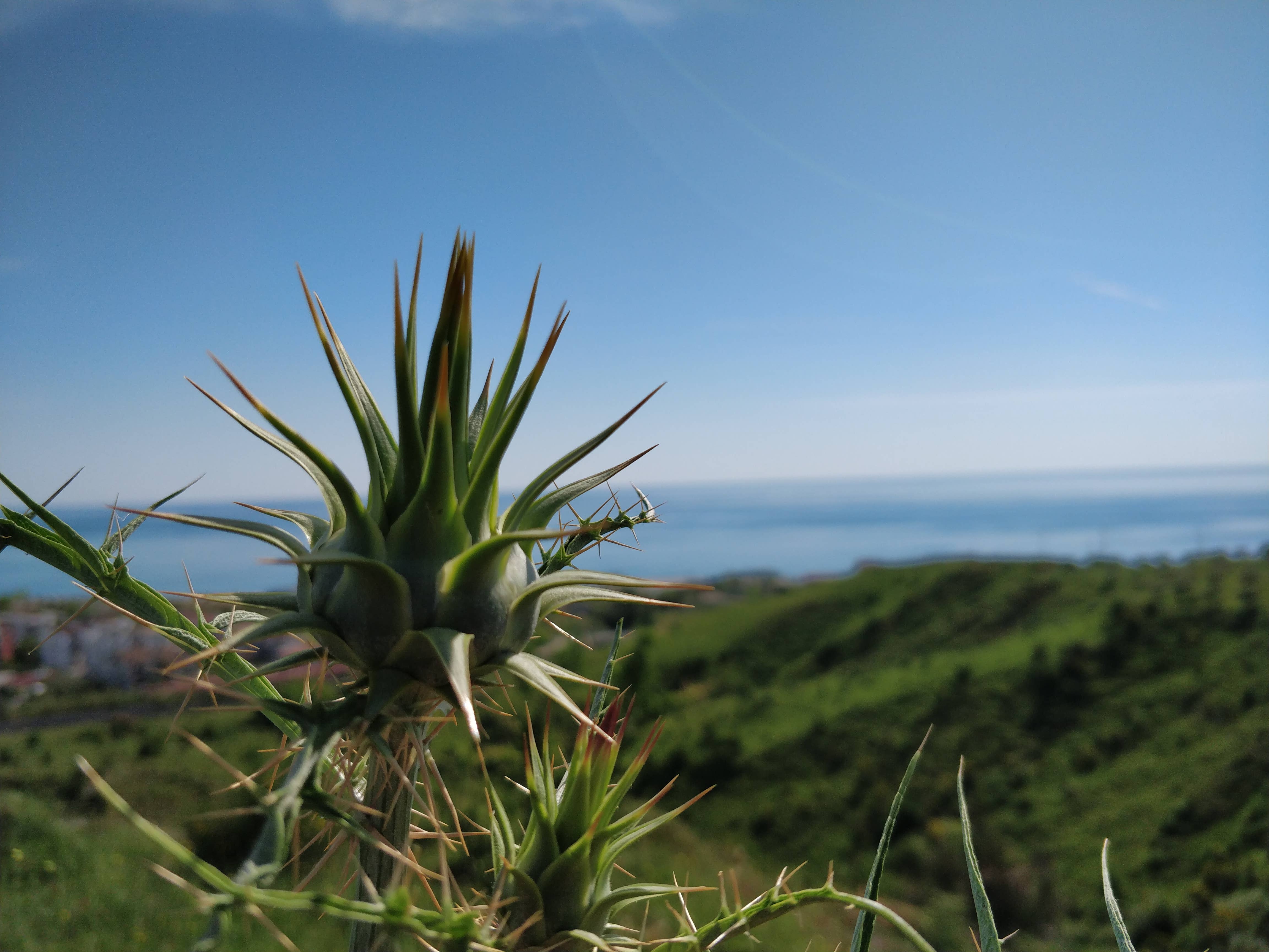 Caterisana - Wholesale Pickled Vegetables - WILD ARTICHOKES IN EXTRA VIRGIN OLIVE OIL7