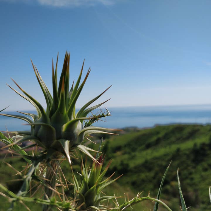 Caterisana - Wholesale Pickled Vegetables - WILD ARTICHOKES IN EXTRA VIRGIN OLIVE OIL7