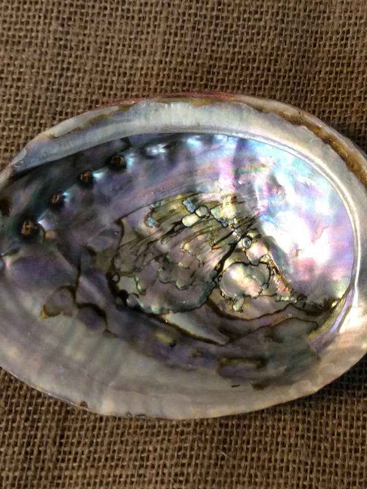Abalone Shell Bulk for wholesale by Full Moon Farms, LLC