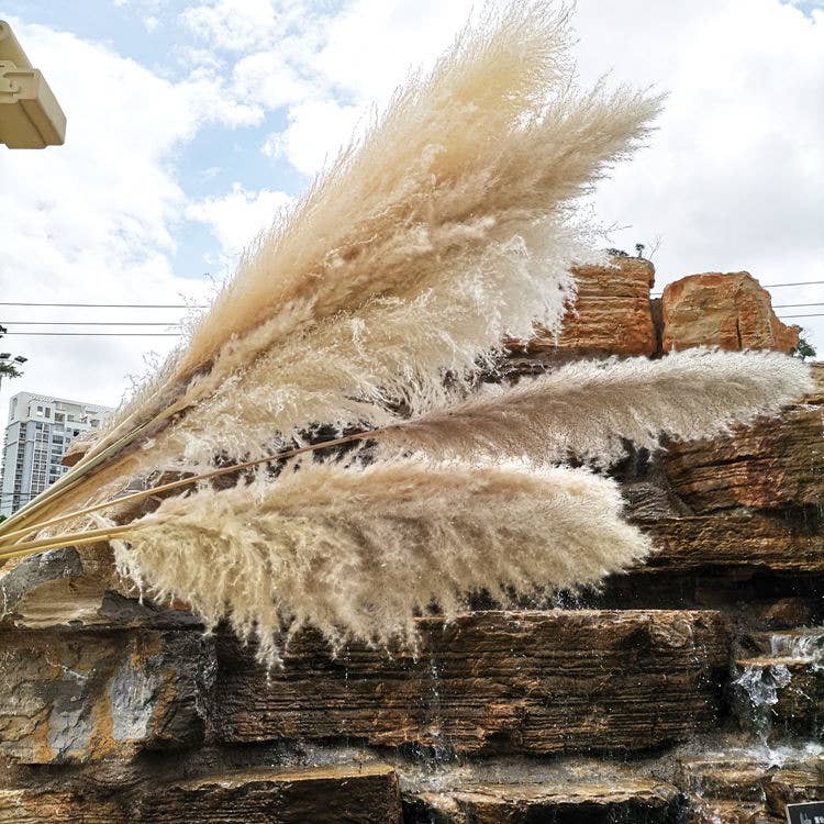 LoveProducts Ltd – Flores secas/prensadas por atacado – Buquê alto grande de capim-dos-pampas seco bege natural e fofo6