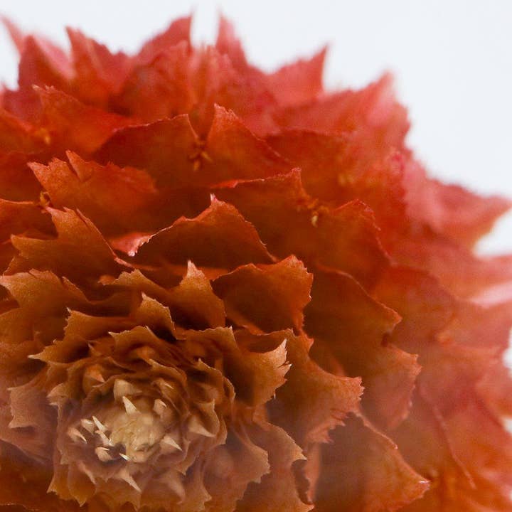 Sola cube - Wholesale Decorative Tabletop Object - Globe amaranth1