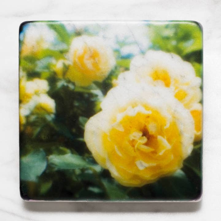 Yellow Roses, Flowers for wholesale by StellaLily