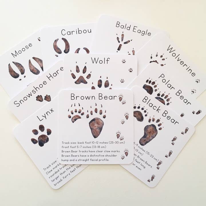 Tiny Nest Studio - Vendita all'ingrosso Carte didattiche - Bambini e neonati - Schede didattiche Alaska Animal Tracks6