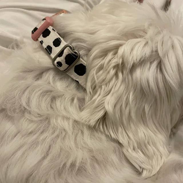 Very Vintage Designs - Wholesale Pet collar – Cat/dog - Moo - Cow Organic Cotton Pet (Dog & Cat) Collar12