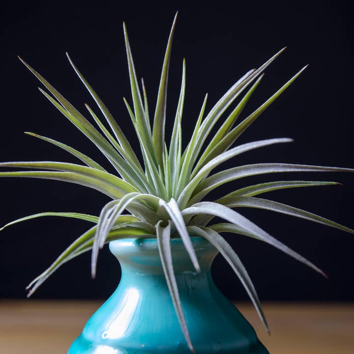 The Artizan Way - Wholesale Live Plant - Tillandsia Plagiotropica Purple Form | Live Air Plant