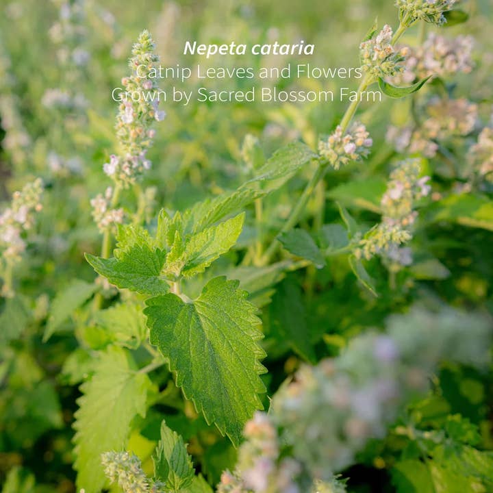 Sacred Blossom Farm - Wholesale Catnip - Catnip, 5.2 oz.3