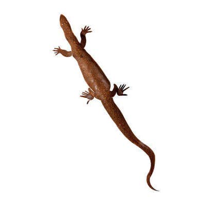 Goanna Rustikalsk Havelkunst i Blødt Stål for engroshandel hos Overwrought