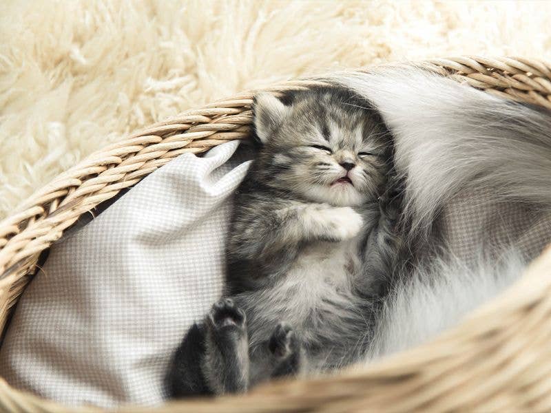 Croci – Großhandel Tiernahrung – Katze – Croci Vibrisse Jelly Kitten Nassfutter für Katzenwelpen1