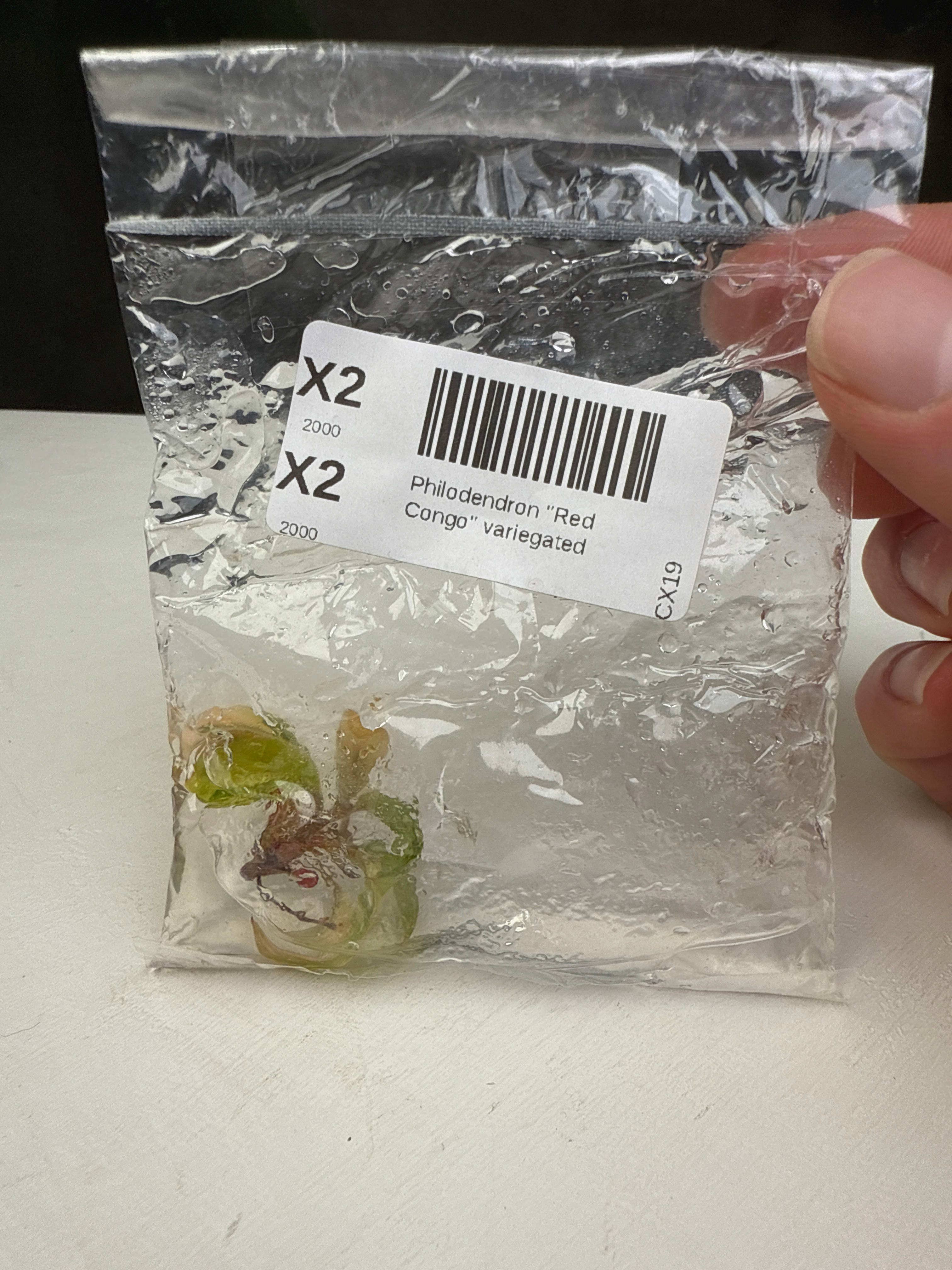 OrchidBox - Wholesale Live Plant - Philodendron "Red Congo" variegated TC plantlet2