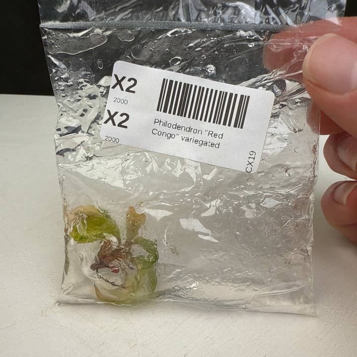 OrchidBox - Wholesale Live Plant - Philodendron "Red Congo" variegated TC plantlet2