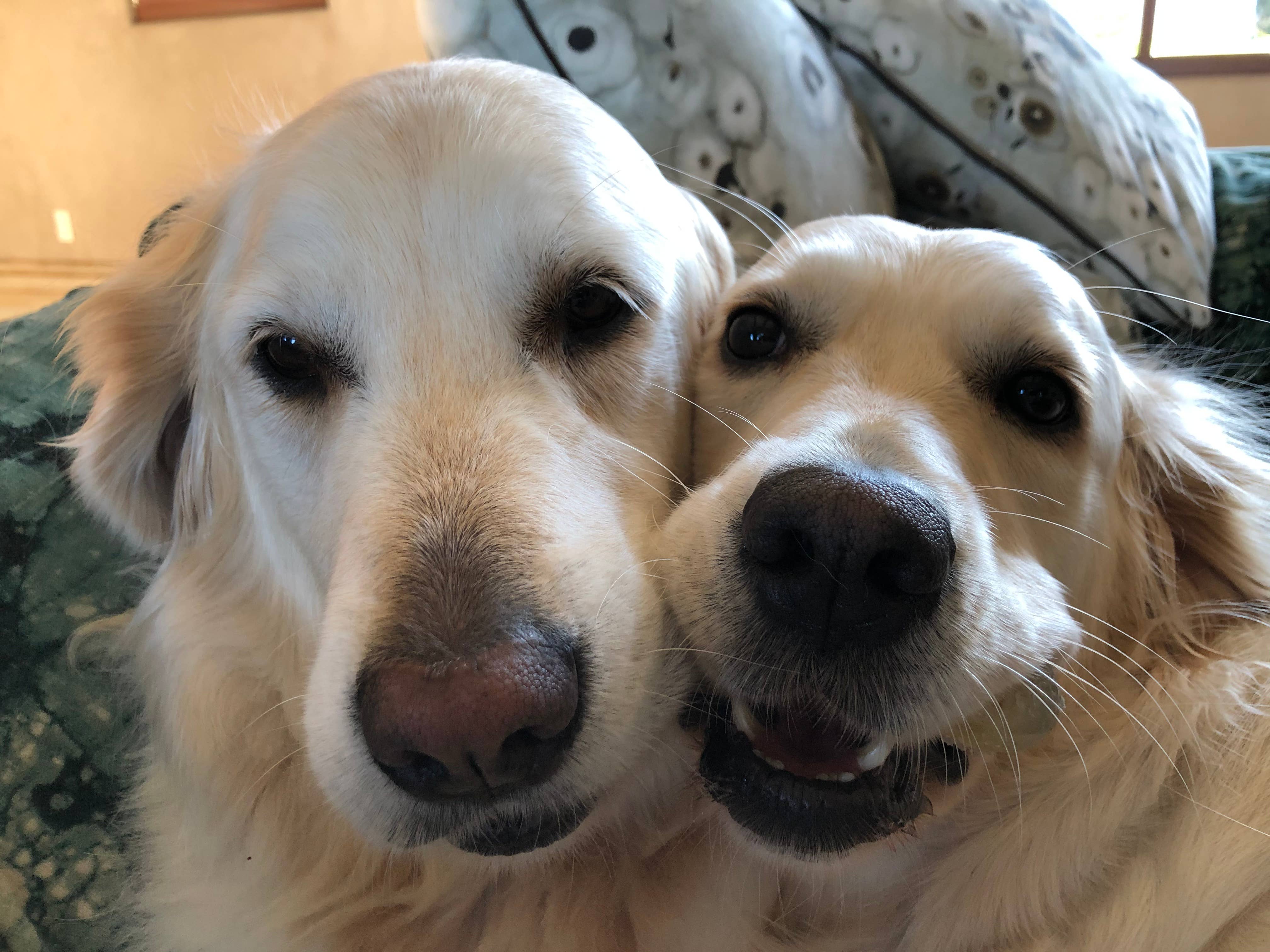 Carmel Ceramica - Vente Gamelle – chat et chien - Nourriture et bol d'eau pour chien - Aqua/vert moyen3