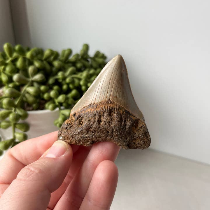 Sunburst Trading - Wholesale Decorative Tabletop Object - Fossilized Megalodon Tooth 5