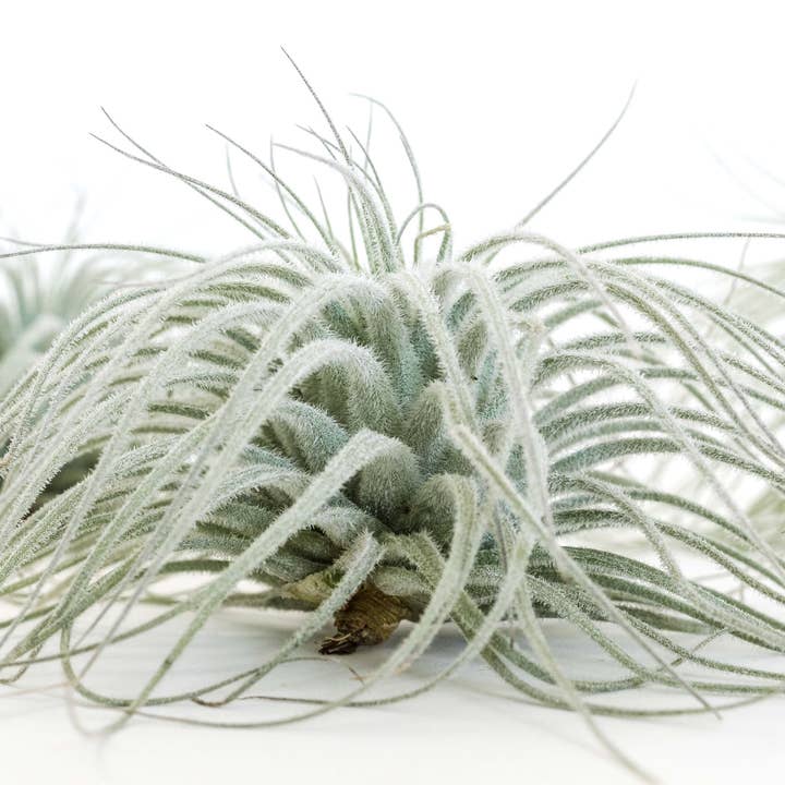 Air Plant Shop - Wholesale Live Plant - Extra Large Tillandsia Tectorum Ecuador Air Plant5