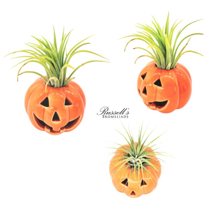 Halloween Pumpkins With Air Plants - Half Pack for wholesale by Russell's Bromeliads