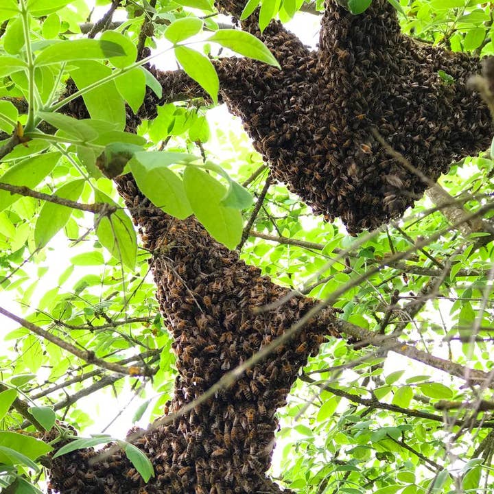 Little Bay Root - Wholesale Honey - LBRs Urban Portland Oregon | Natural Honey3