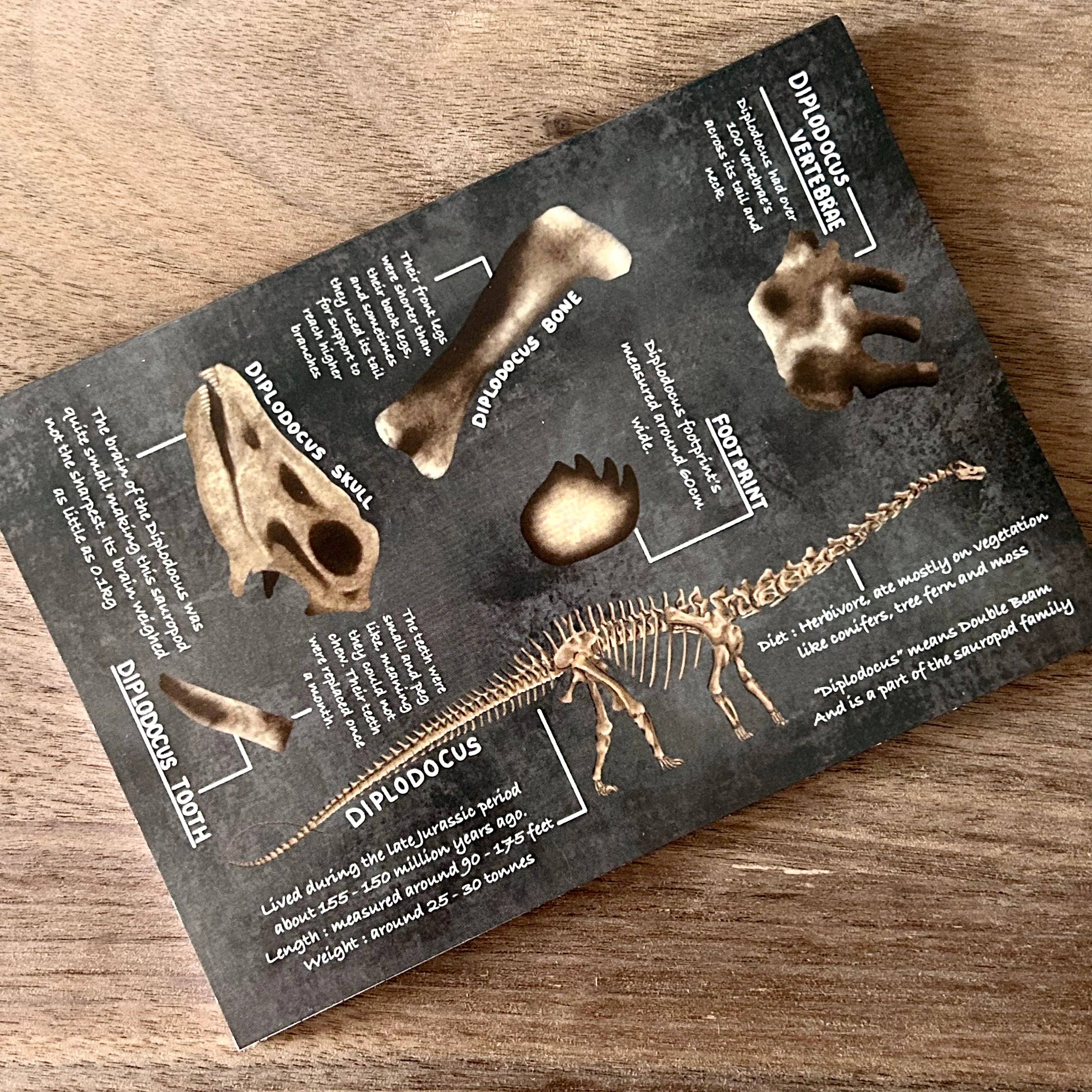 Write Your Story – wholesale Notebook – A6 Diplodocus Notebook1