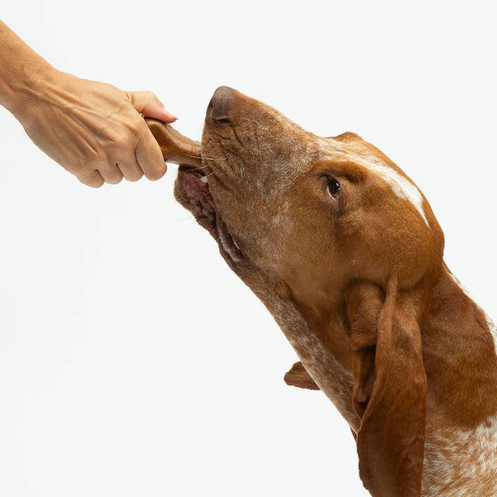 United Pets - Wholesale Pet Chew Toy - Dog - Chewable edible peanut butter flavor M cheese4