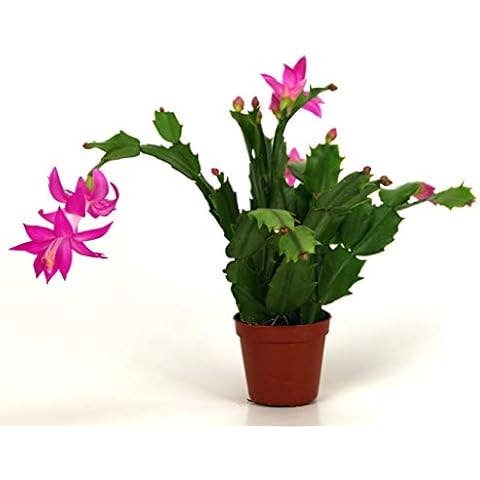 UniqueMartandHome - Wholesale Live Plant - Pink or Red Cactus indoor plant home Decors1