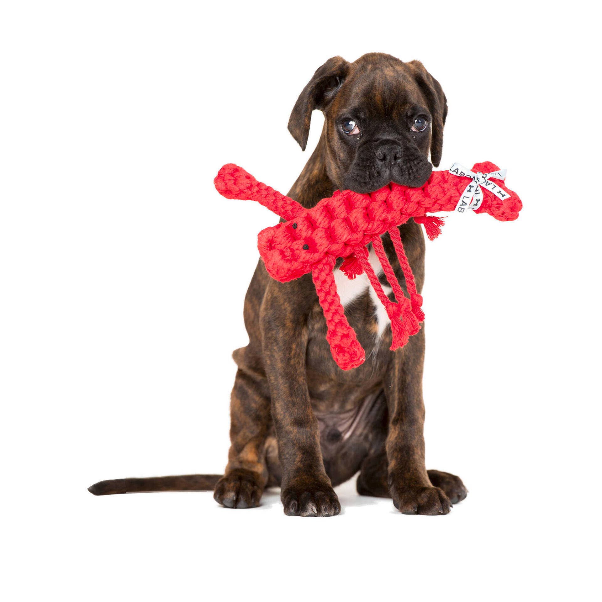 LABONI - Volentis GmbH - Vendita all'ingrosso Giocattolo di corda - Cani - Hugo Hummer9