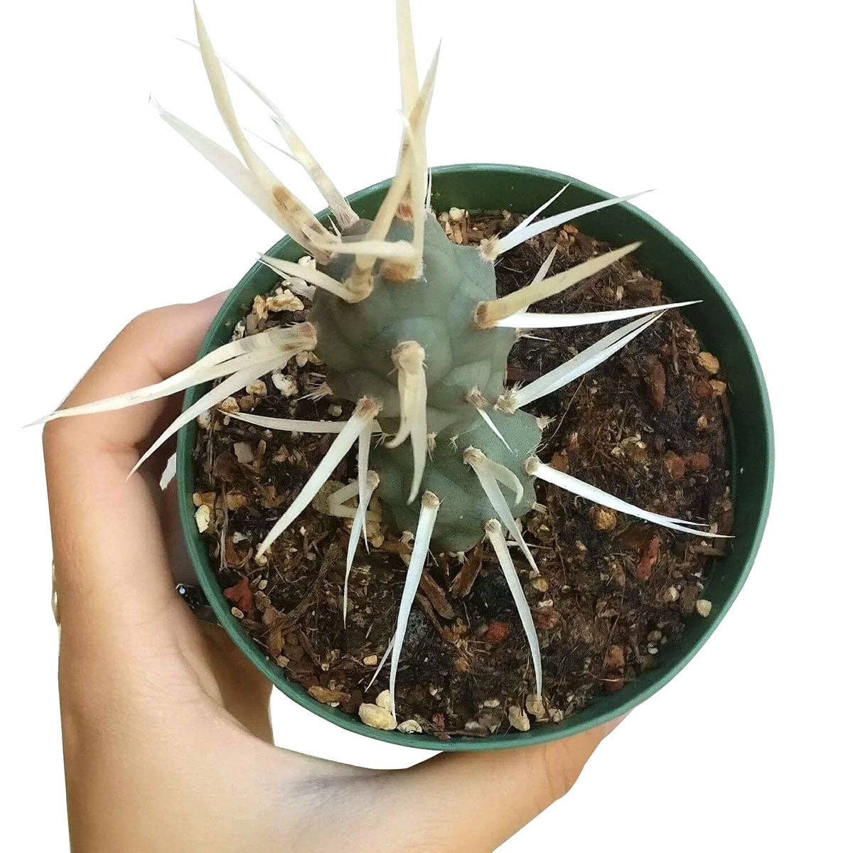 Best Plant Friend - Wholesale Succulent - Paper Spine Cactus Tephrocactus, Rare Succulent 2/4 inch6