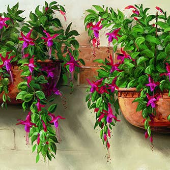 Cajati - Vases fuchsia pour la vente par Migneco & Smith