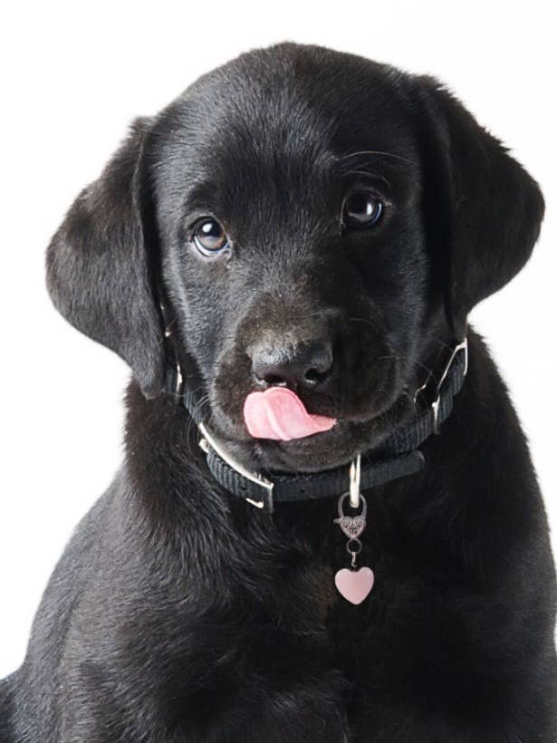 Harmony Rose Quartz Crystal Pet Pendant for Holistic Support for wholesale by Crystal Pet Love