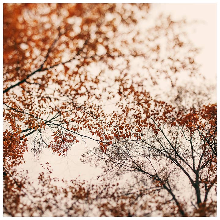November Forest #1 Fine Art Photograph for wholesale by Alicia Bock Print Shop