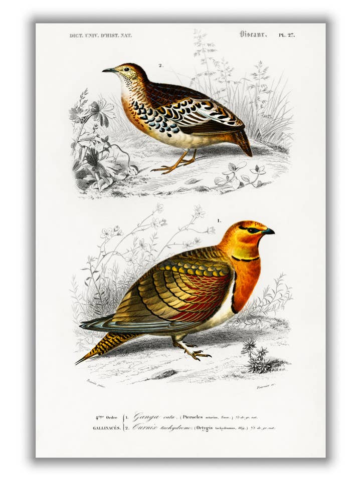Natural History - Different types of Birds 11 for wholesale by Stanley Print House