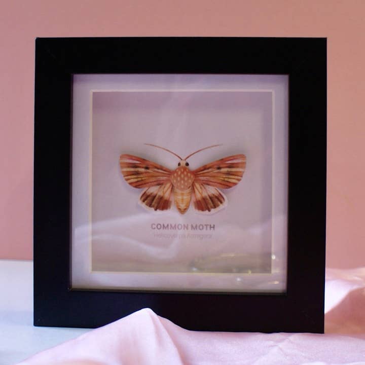 Common Moth - Paper Taxidermy Frame for wholesale by Flutter & Fern