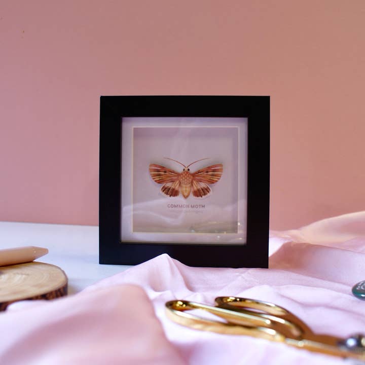 Common Moth - Paper Taxidermy Frame for wholesale by Flutter & Fern