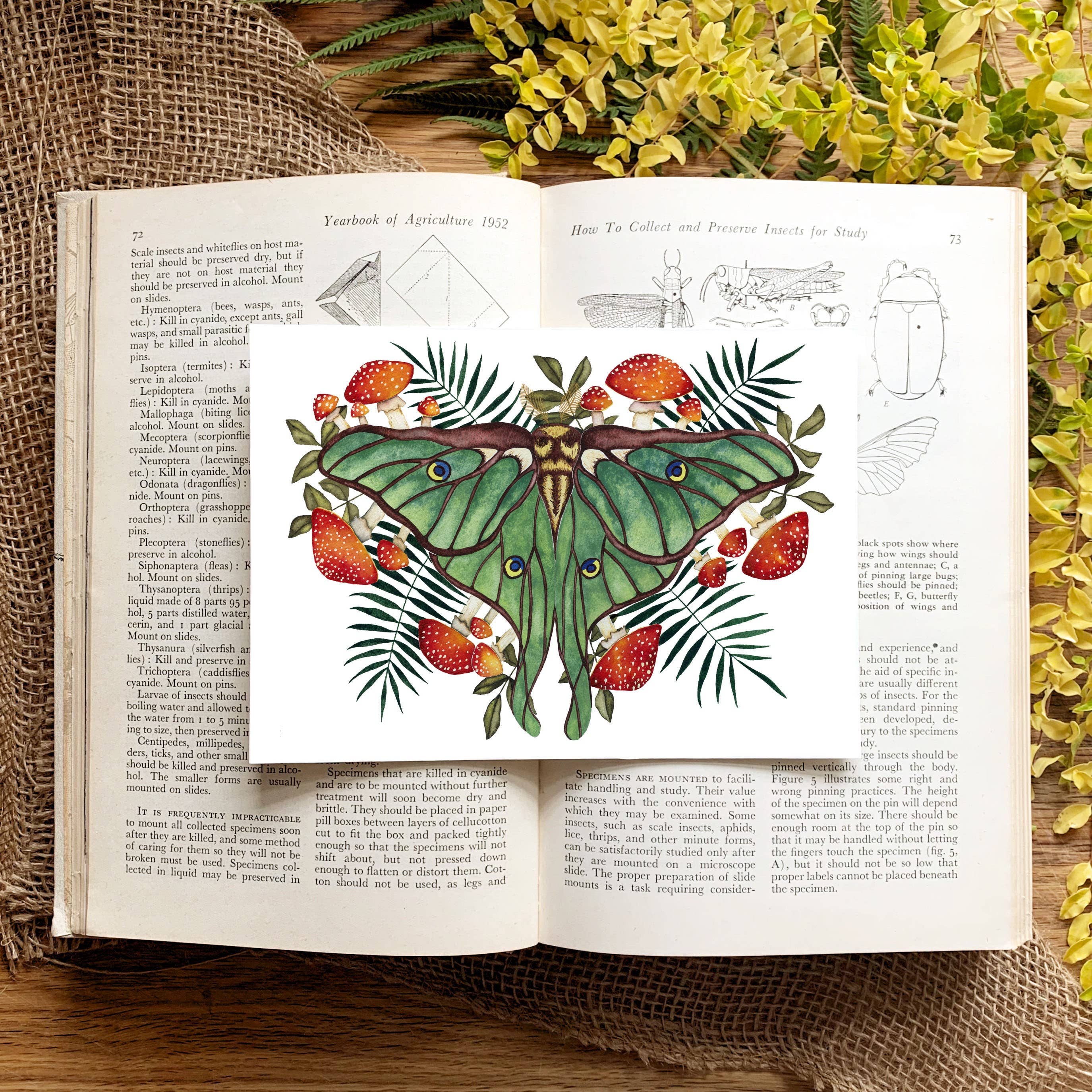 Candace Fincher – Großhandel Kunstdruck – Amanita Muscaria Magic Mushroom Kunstdruck//Luna Moth4